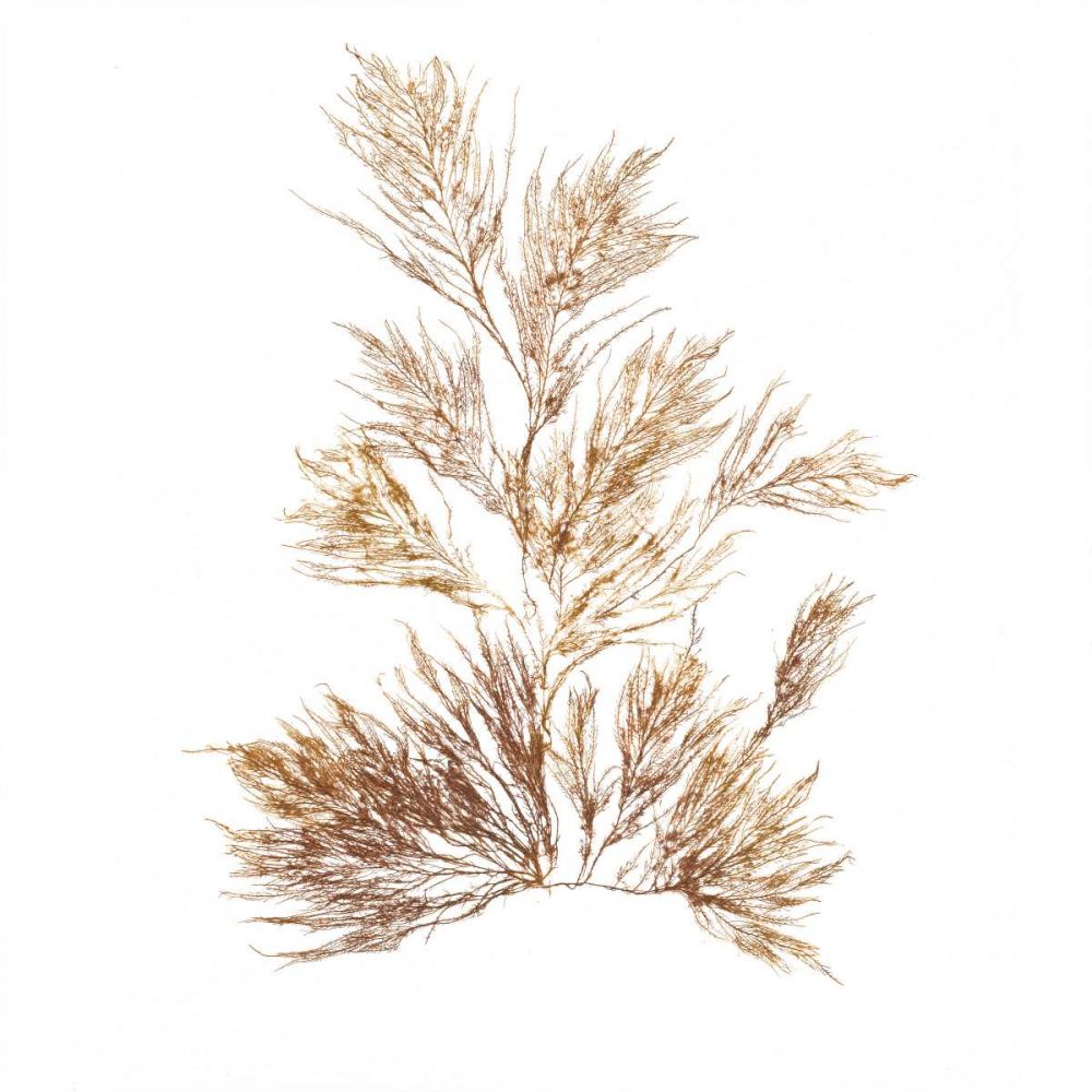 Pacific Sea Mosses X White Sq art print by Wild Apple Portfolio for $57.95 CAD