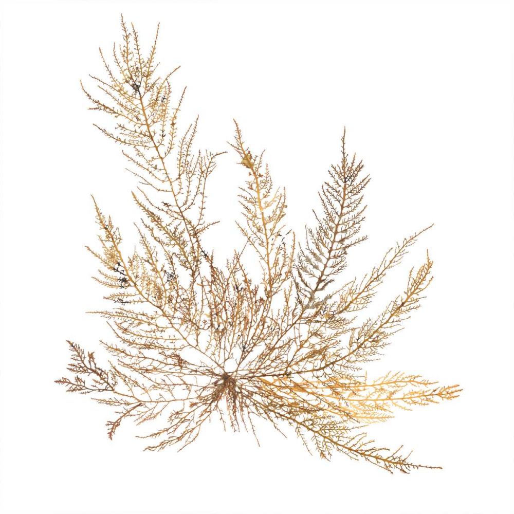 Pacific Sea Mosses XII White Sq art print by Wild Apple Portfolio for $57.95 CAD