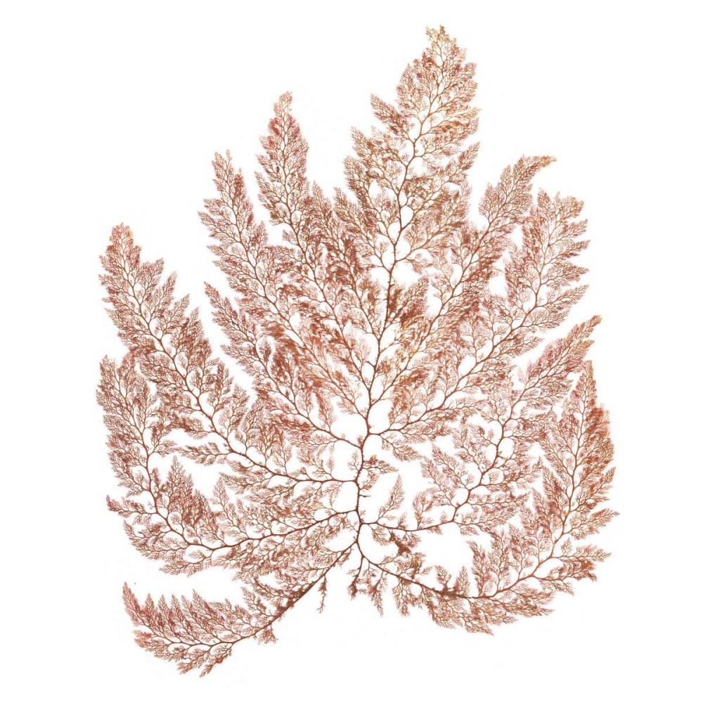 Pacific Sea Mosses XIV White Sq art print by Wild Apple Portfolio for $57.95 CAD