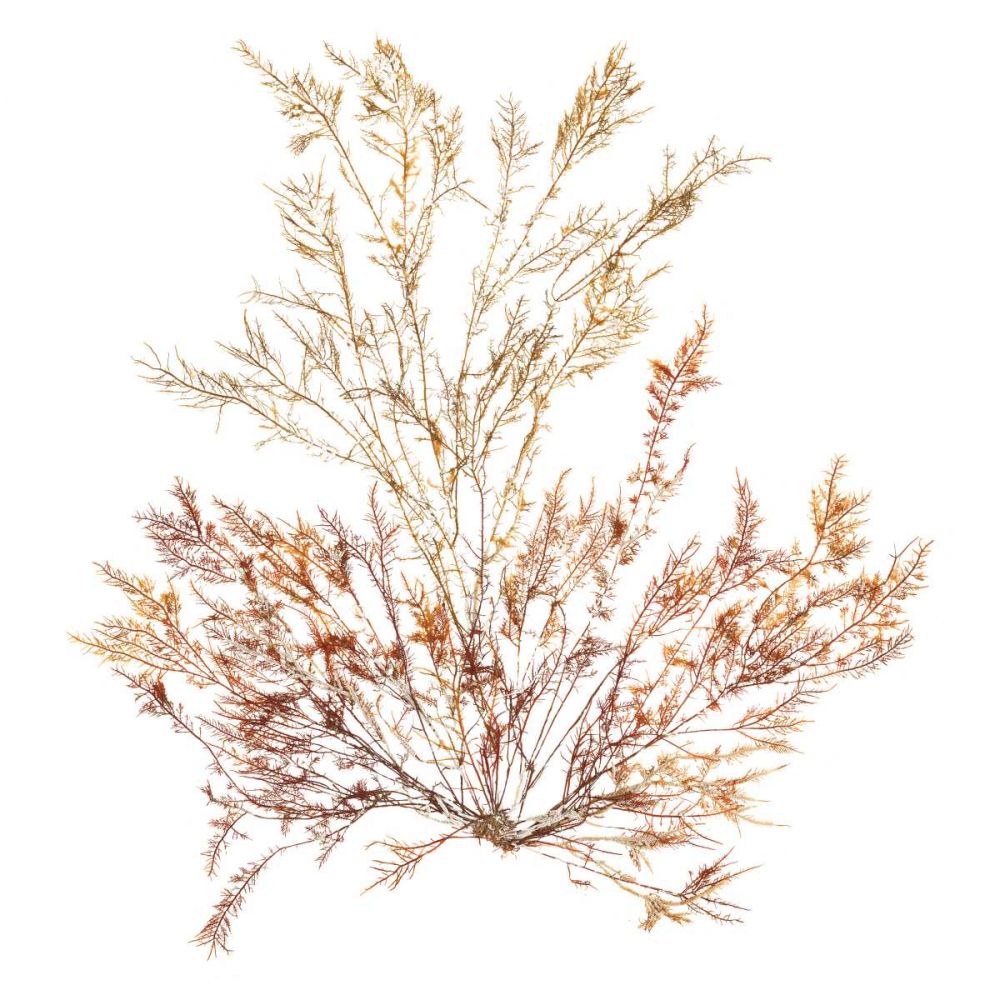 Pacific Sea Mosses XV White Sq art print by Wild Apple Portfolio for $57.95 CAD