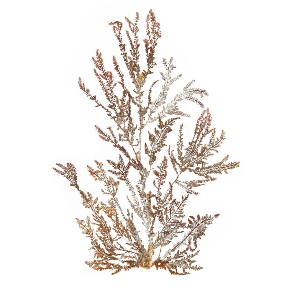 Pacific Sea Mosses XVI White Sq art print by Wild Apple Portfolio for $57.95 CAD