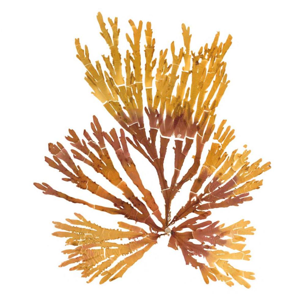 Pacific Sea Mosses XIX White Sq art print by Wild Apple Portfolio for $57.95 CAD