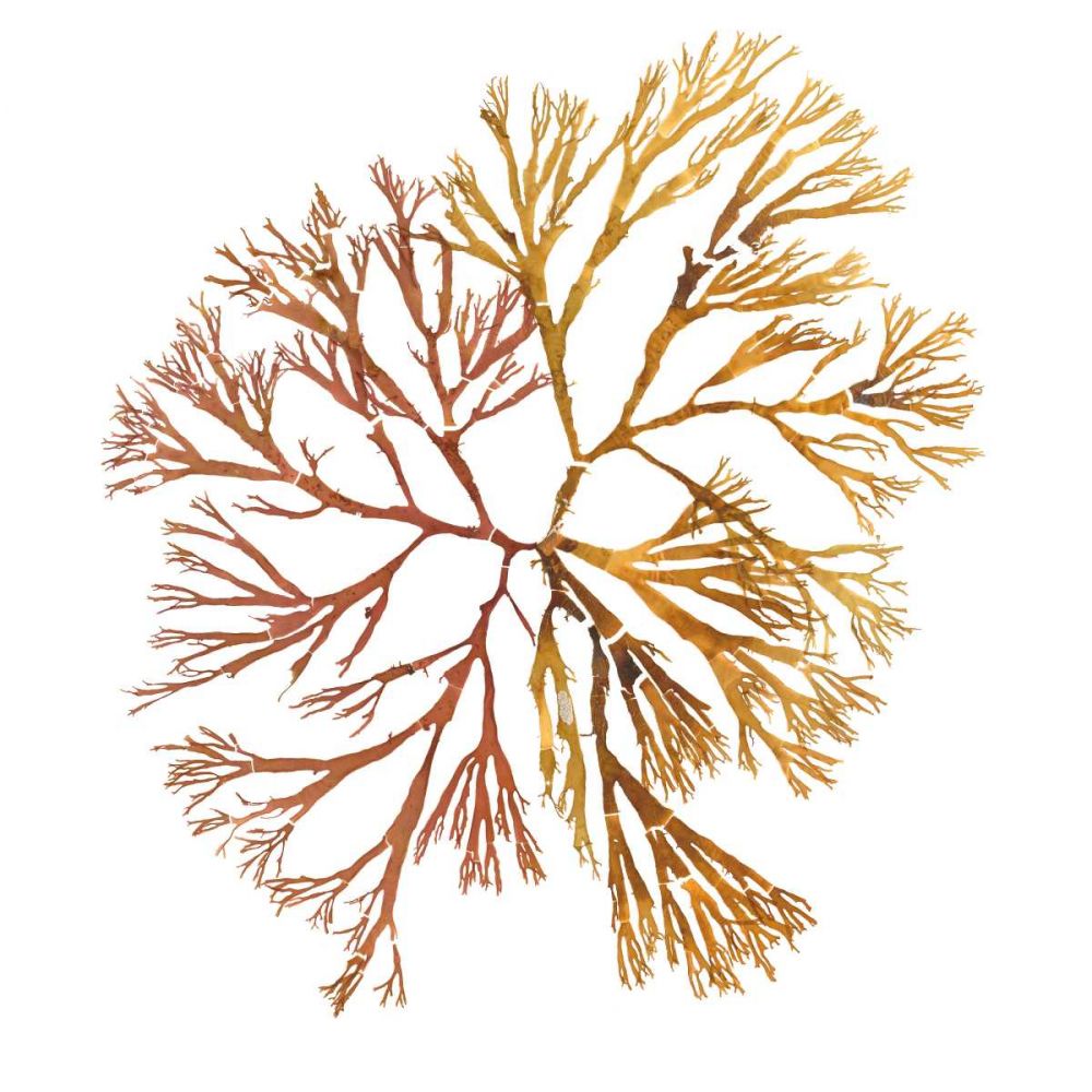 Pacific Sea Mosses XX White Sq art print by Wild Apple Portfolio for $57.95 CAD
