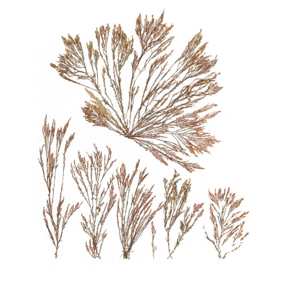 Pacific Sea Mosses XXI White Sq art print by Wild Apple Portfolio for $57.95 CAD