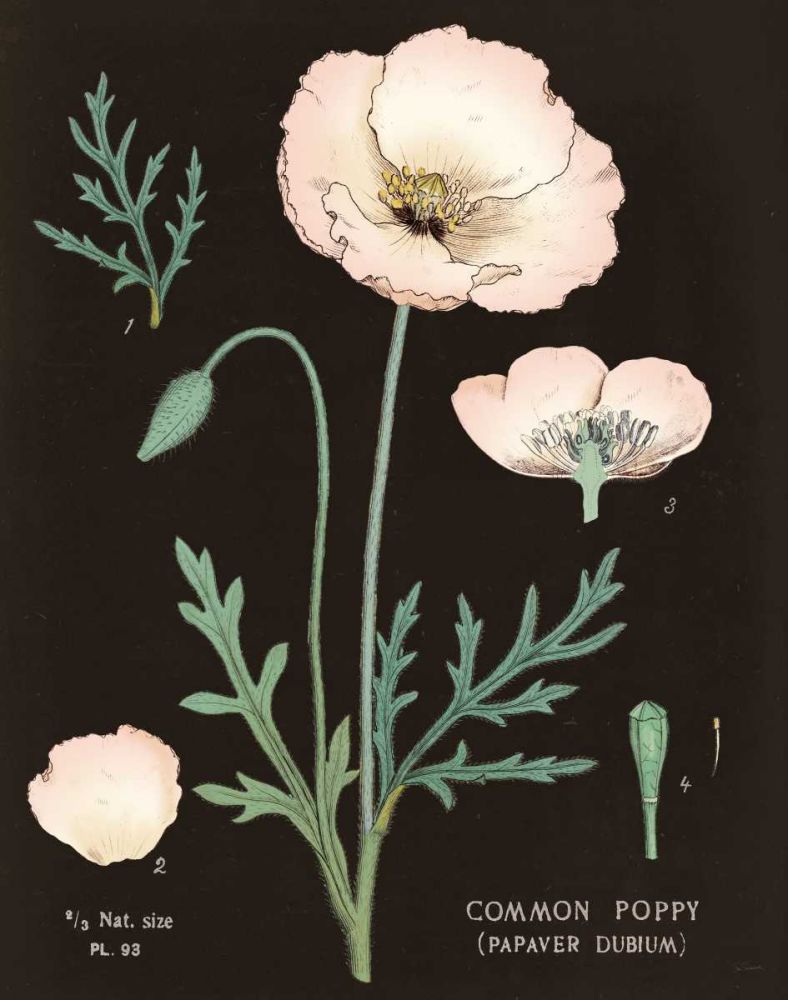 Poppy Chart Cool art print by Sue Schlabach for $57.95 CAD