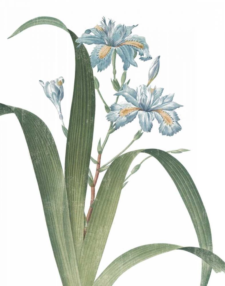 Summer Botanicals III on White art print by Wild Apple Portfolio for $57.95 CAD
