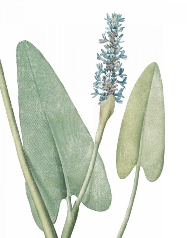 Summer Botanicals IV on White art print by Wild Apple Portfolio for $57.95 CAD
