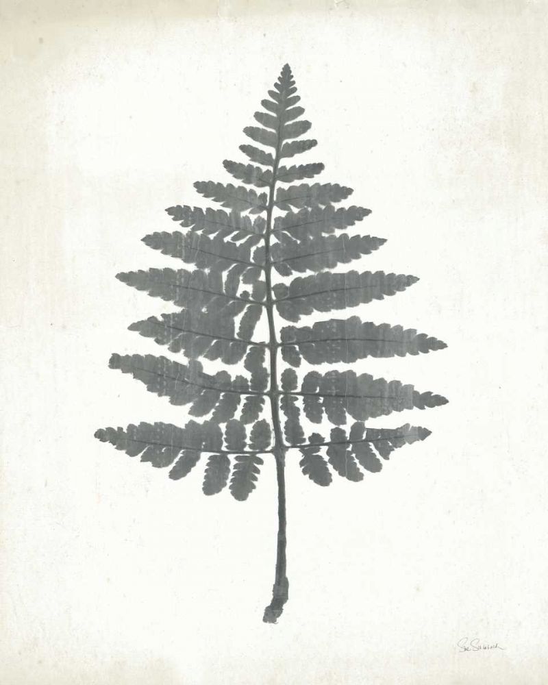 Chalkboard Fern II art print by Sue Schlabach for $57.95 CAD