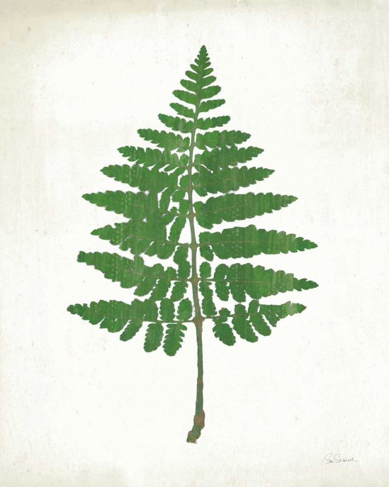 Chalkboard Fern Green II art print by Sue Schlabach for $57.95 CAD
