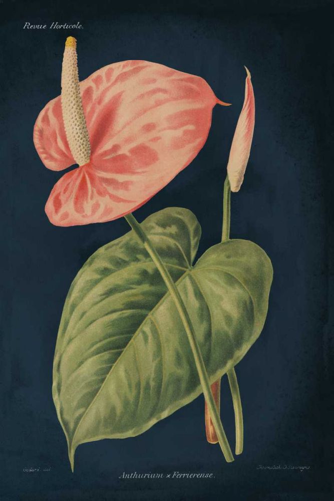 Anthurium Ferrierense Dark Blue art print by Wild Apple Portfolio for $57.95 CAD