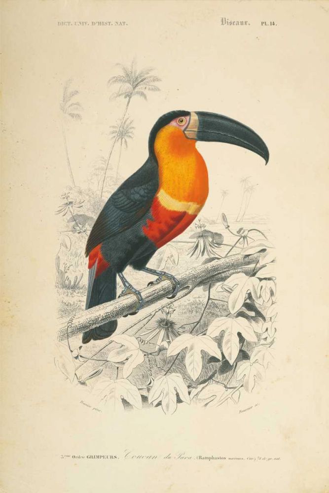 Toucan du Para art print by Wild Apple Portfolio for $57.95 CAD