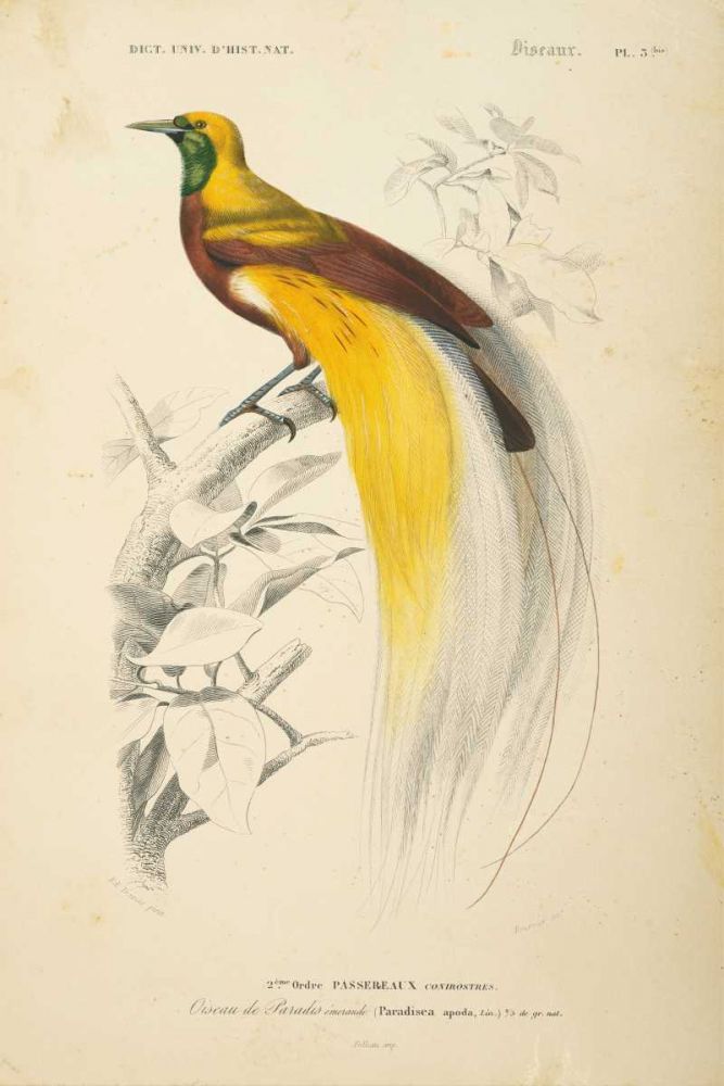 Oiseaux de Paradis art print by Wild Apple Portfolio for $57.95 CAD