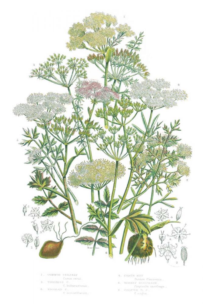 Flowering Plants II art print by Wild Apple Portfolio for $57.95 CAD