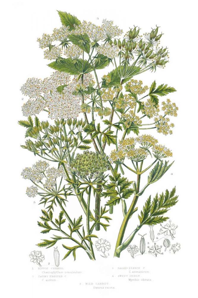 Flowering Plants III art print by Wild Apple Portfolio for $57.95 CAD