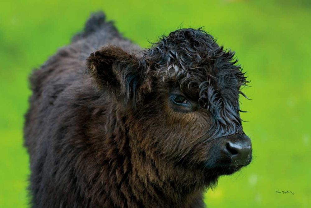 Scottish Highland Cattle XI art print by Alan Majchrowicz for $57.95 CAD