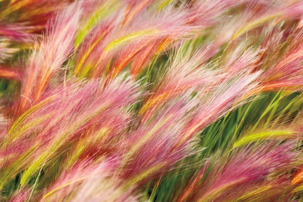 Foxtail Barley I art print by Alan Majchrowicz for $57.95 CAD