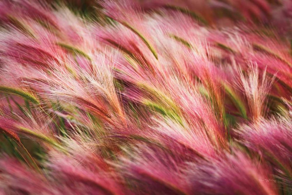 Foxtail Barley II art print by Alan Majchrowicz for $57.95 CAD