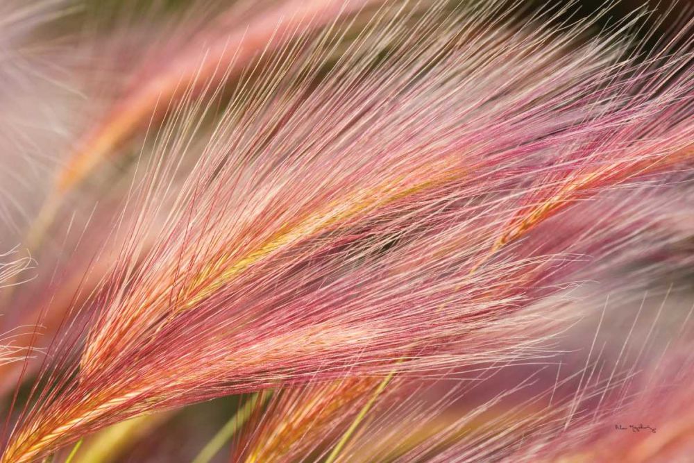 Foxtail Barley III art print by Alan Majchrowicz for $57.95 CAD
