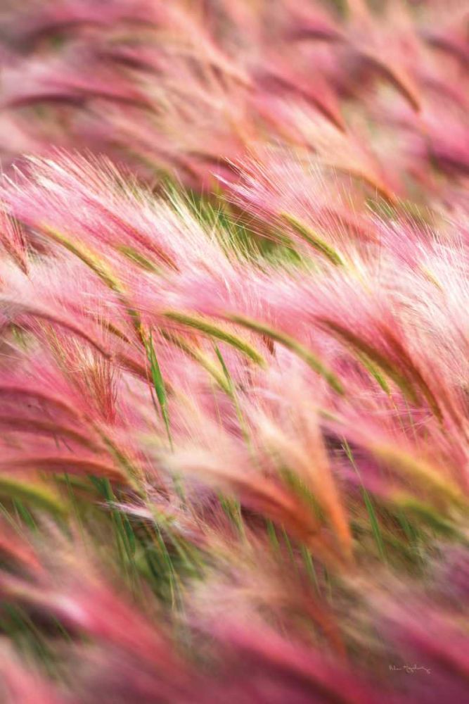 Foxtail Barley IV art print by Alan Majchrowicz for $57.95 CAD