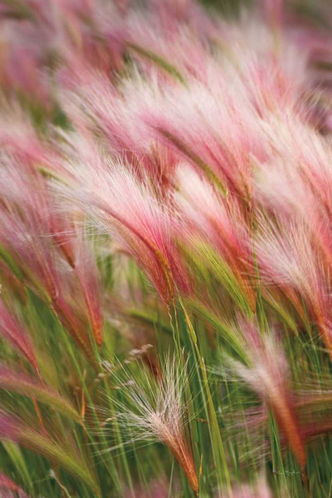 Foxtail Barley V art print by Alan Majchrowicz for $57.95 CAD