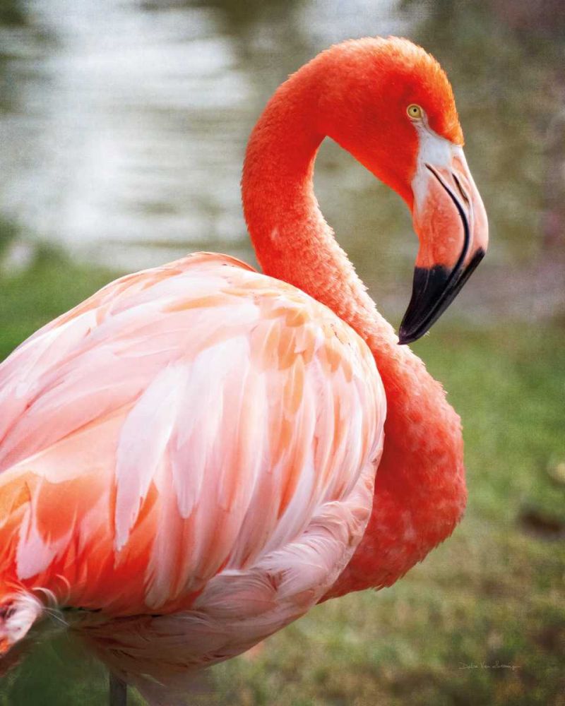 Flamingo I art print by Debra Van Swearingen for $57.95 CAD