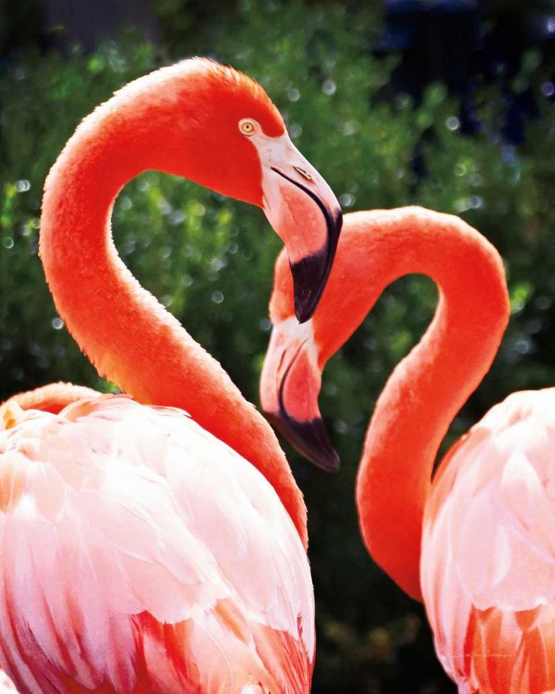 Flamingo II art print by Debra Van Swearingen for $57.95 CAD