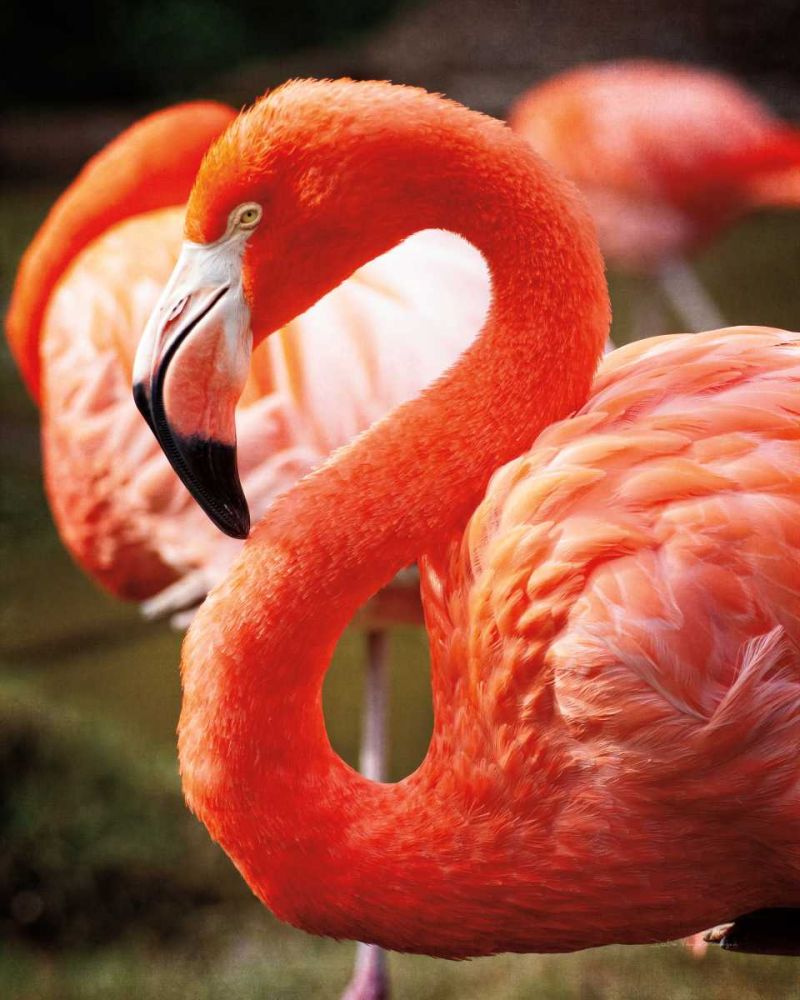 Flamingo III art print by Debra Van Swearingen for $57.95 CAD