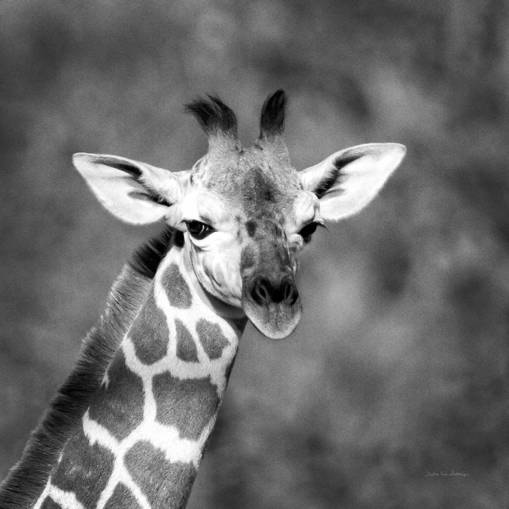 Little Guy art print by Debra Van Swearingen for $57.95 CAD
