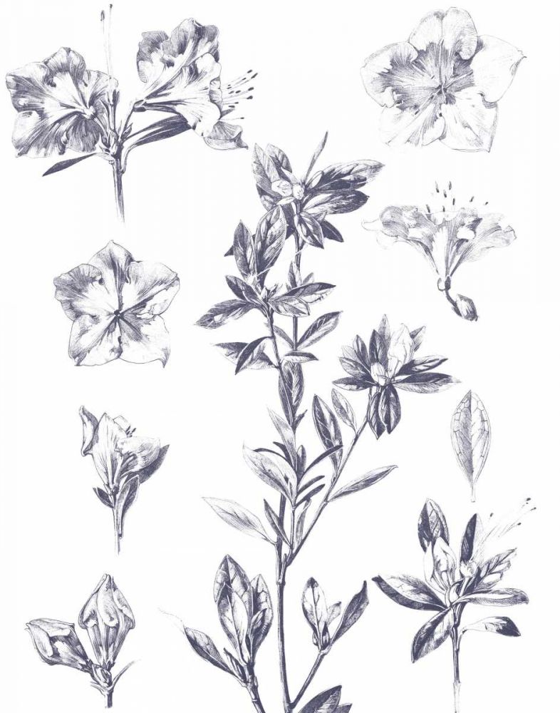 Lithograph Florals I Blue art print by Wild Apple Portfolio for $57.95 CAD