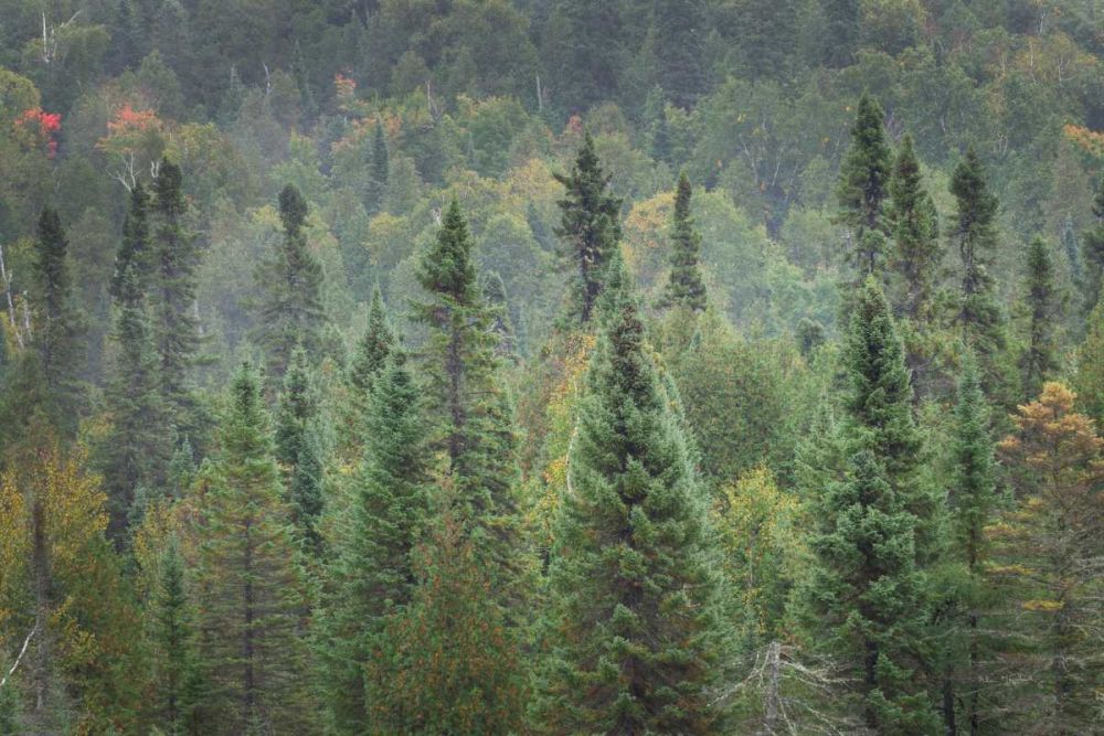 Superior National Forest I art print by Alan Majchrowicz for $57.95 CAD