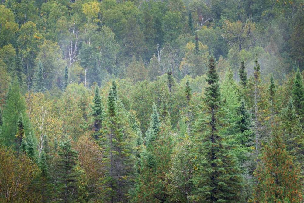 Superior National Forest II art print by Alan Majchrowicz for $57.95 CAD