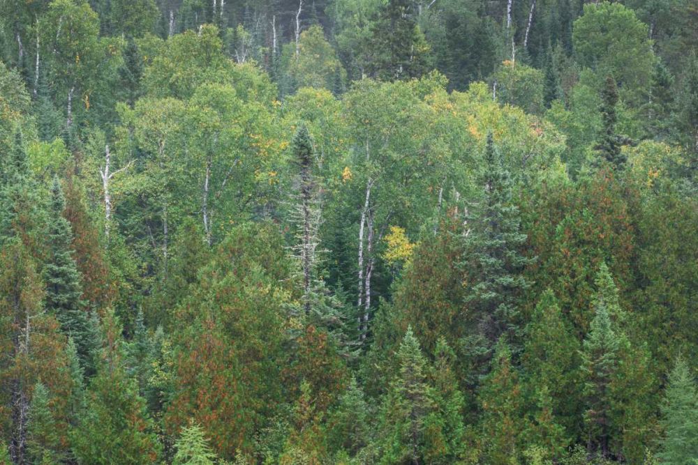 Superior National Forest III art print by Alan Majchrowicz for $57.95 CAD