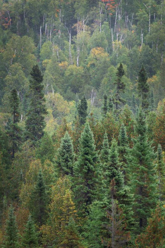 Superior National Forest IV art print by Alan Majchrowicz for $57.95 CAD