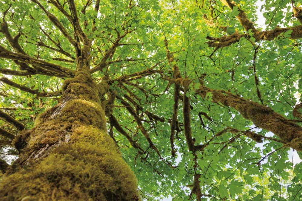 Big Leaf Maple Trees I art print by Alan Majchrowicz for $57.95 CAD