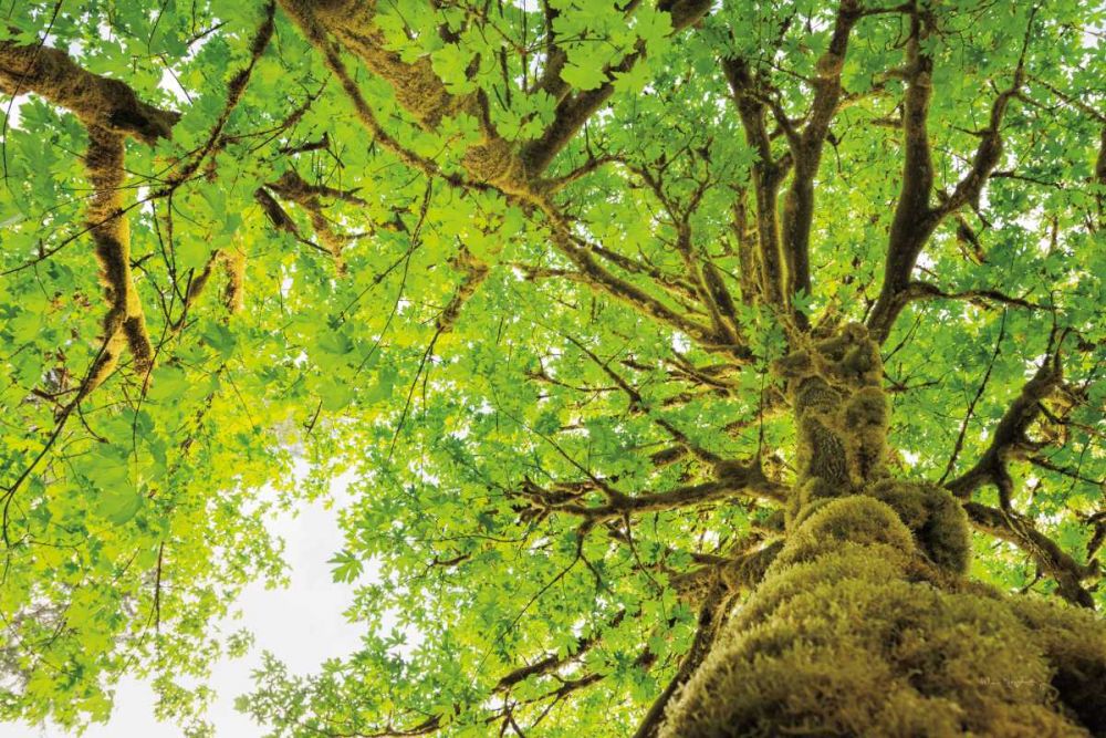 Big Leaf Maple Trees II art print by Alan Majchrowicz for $57.95 CAD