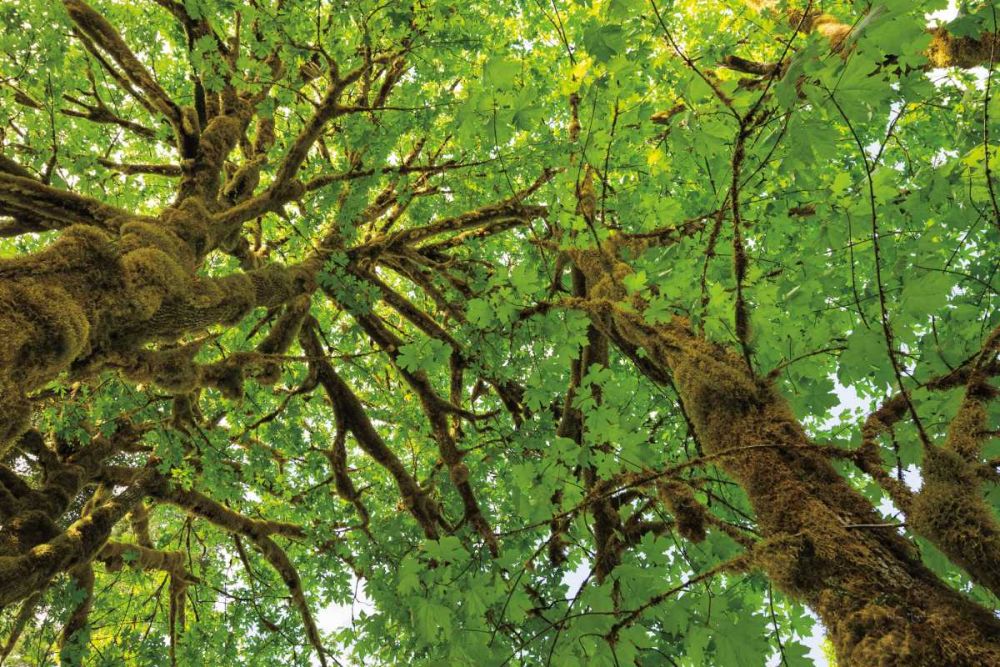 Big Leaf Maple Trees III art print by Alan Majchrowicz for $57.95 CAD