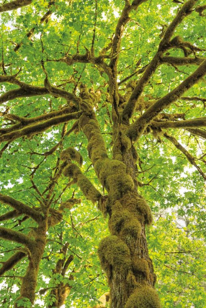 Big Leaf Maple Trees IV art print by Alan Majchrowicz for $57.95 CAD