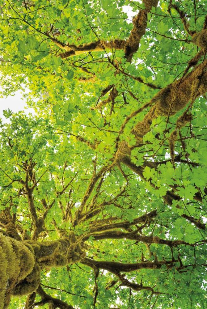 Big Leaf Maple Trees V art print by Alan Majchrowicz for $57.95 CAD