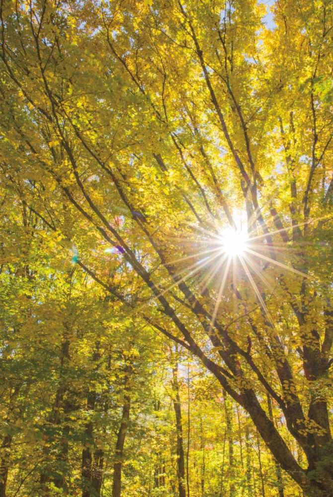 Autumn Foliage Sunburst I art print by Alan Majchrowicz for $57.95 CAD
