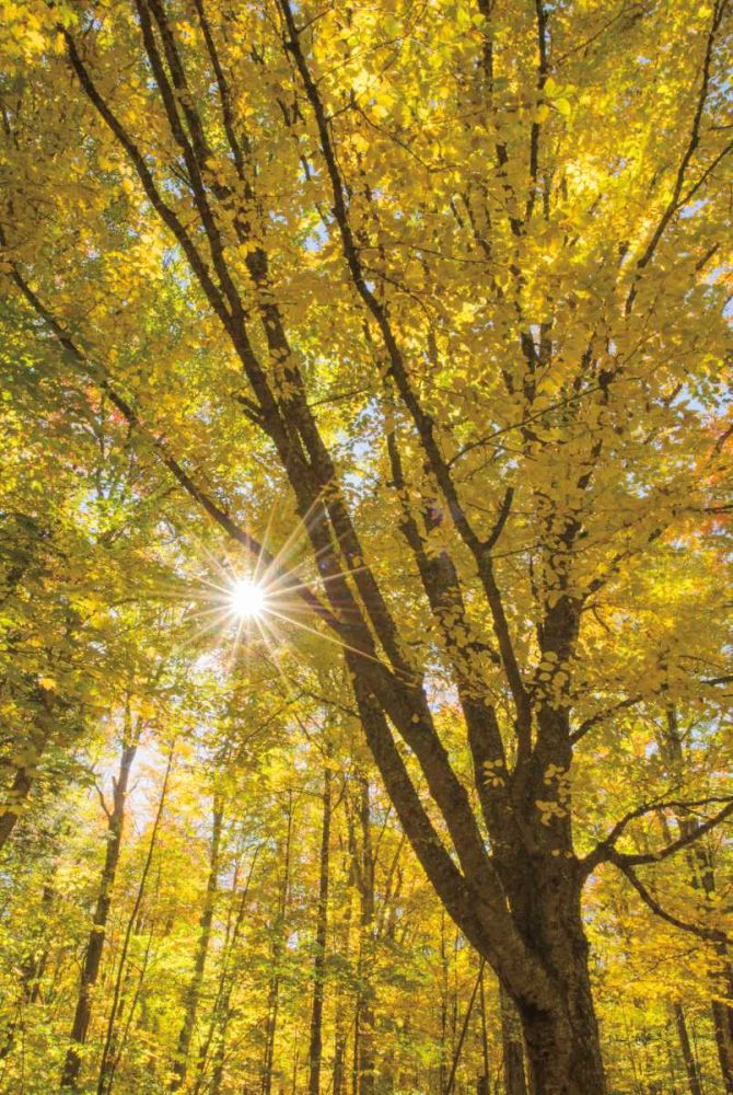 Autumn Foliage Sunburst II art print by Alan Majchrowicz for $57.95 CAD