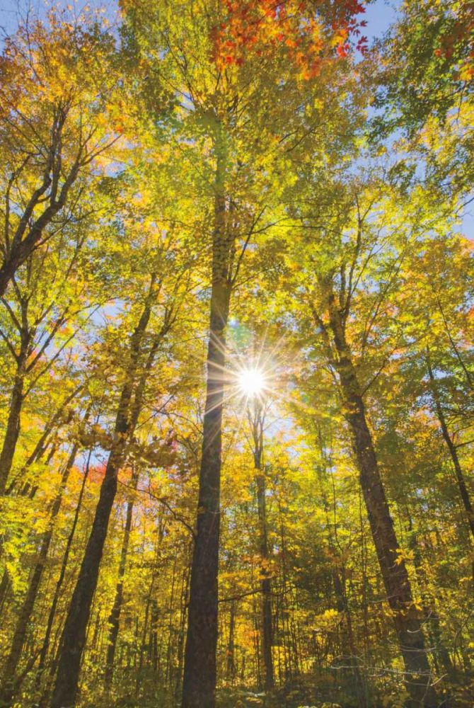 Autumn Foliage Sunburst III art print by Alan Majchrowicz for $57.95 CAD
