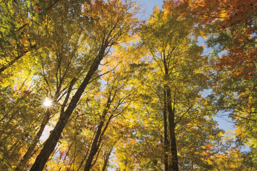 Autumn Foliage Sunburst IV art print by Alan Majchrowicz for $57.95 CAD