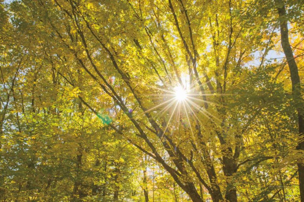 Autumn Foliage Sunburst V art print by Alan Majchrowicz for $57.95 CAD