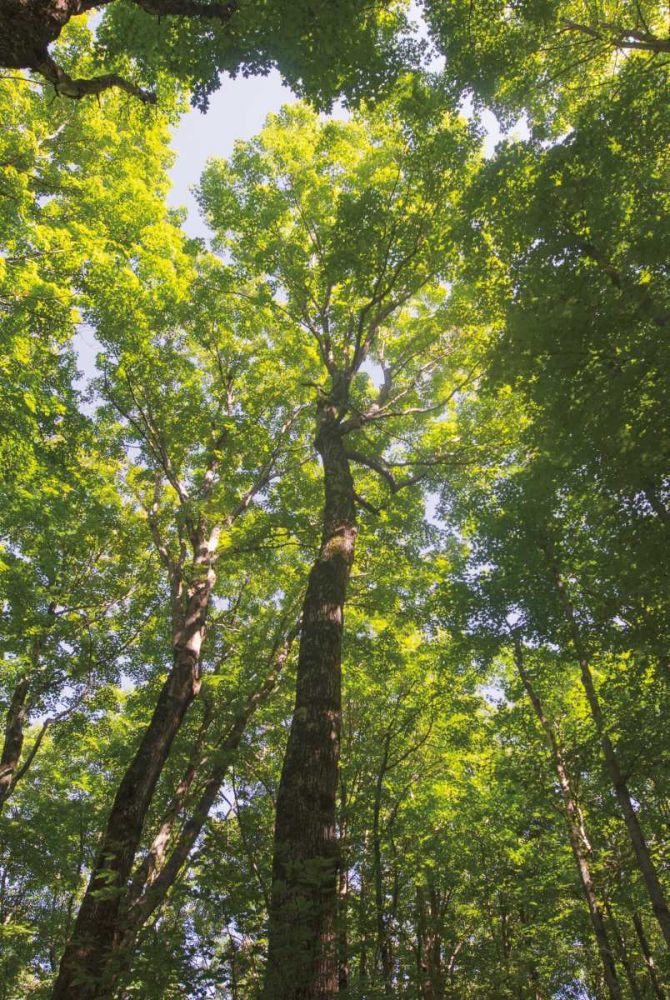 Hardwood Forest Canopy I art print by Alan Majchrowicz for $57.95 CAD
