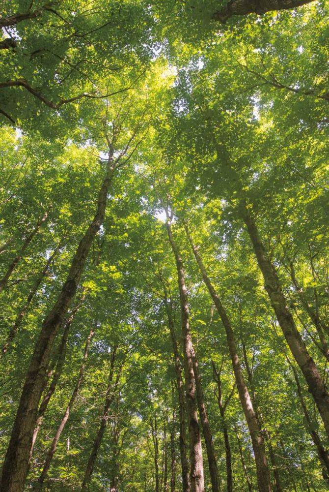 Hardwood Forest Canopy II art print by Alan Majchrowicz for $57.95 CAD