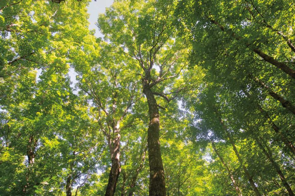 Hardwood Forest Canopy III art print by Alan Majchrowicz for $57.95 CAD