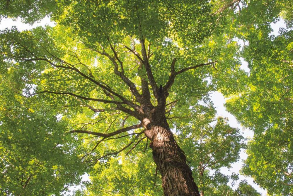 Hardwood Forest Canopy V art print by Alan Majchrowicz for $57.95 CAD