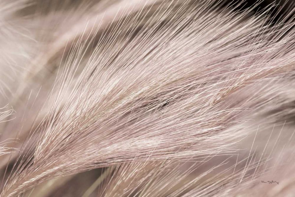 Foxtail Barley III Light art print by Alan Majchrowicz for $57.95 CAD