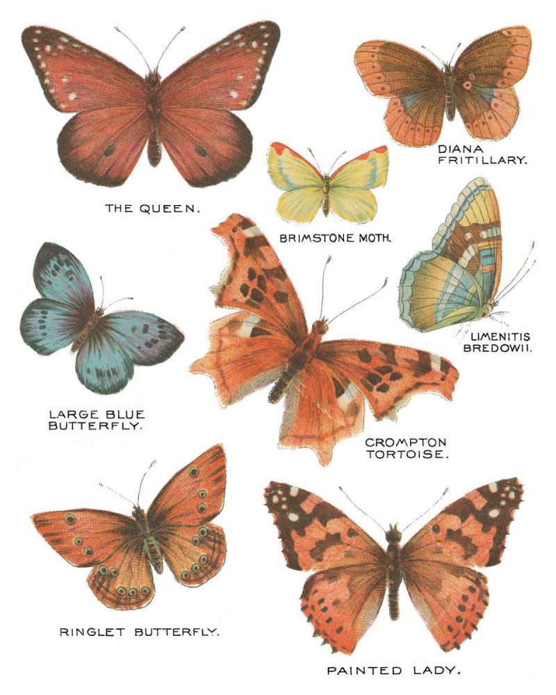 Botanical Butterflies Postcard IV White art print by Wild Apple Portfolio for $57.95 CAD