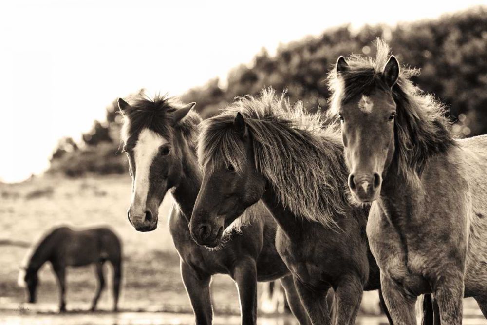 Horses Three Sepia art print by Aledanda for $57.95 CAD